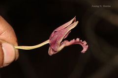 Eulophia nuda
